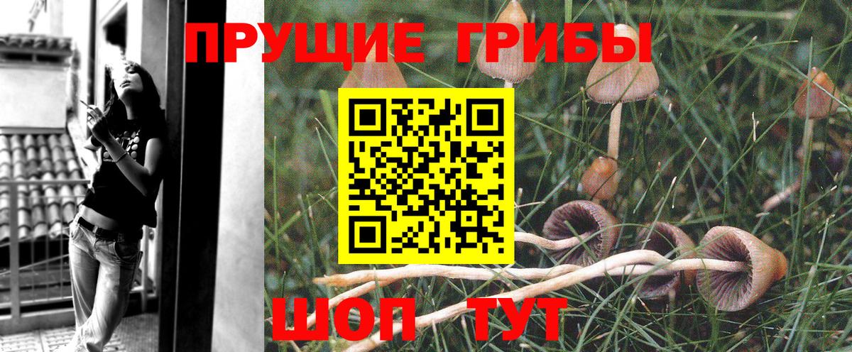 Галлюциногенные грибы прущие грибы  Псилоцибиновые грибы Psilocybe  купить наркоту  Северск  Вход с VPN 